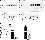 alpha-ENaC Antibody in Western Blot (WB)