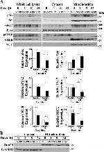 Phospho-PYK2 (Tyr402) Antibody in Western Blot (WB)