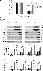 Phospho-PYK2 (Tyr402) Antibody in Western Blot (WB)