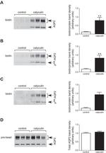 Phospho-Aquaporin 2 (Ser264) Antibody in Western Blot (WB)