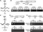 SRSF1 Antibody in ChIP Assay (ChIP)