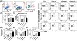 MHC Class II (I-A) Antibody in Flow Cytometry (Flow)