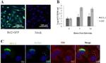 PDI Antibody in Immunocytochemistry (ICC/IF)