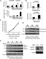 ZC3HAV1 Antibody in Western Blot (WB)