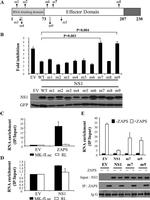 ZC3HAV1 Antibody in Western Blot (WB)