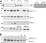 GAPDH Antibody in Western Blot (WB)