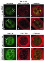 p23 Antibody in Immunocytochemistry (ICC/IF)