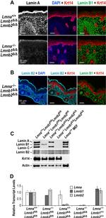 Lamin B2 Antibody in Western Blot, Immunohistochemistry (WB, IHC)