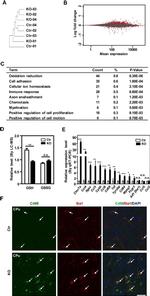 CD68 Antibody in Immunocytochemistry (ICC/IF)