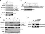 SMAD2 Antibody in Immunoprecipitation (IP)