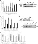 SMAD2 Antibody in Western Blot (WB)