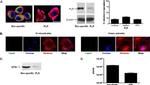 IP3 Receptor 1 Antibody in Immunocytochemistry (ICC/IF)