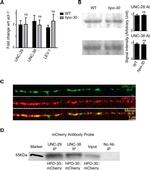 mCherry Antibody in Western Blot (WB)