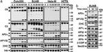 alpha Adaptin Antibody in Western Blot (WB)