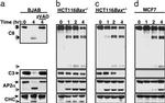 alpha Adaptin Antibody in Western Blot (WB)