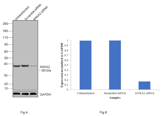 Annexin A2 Antibody