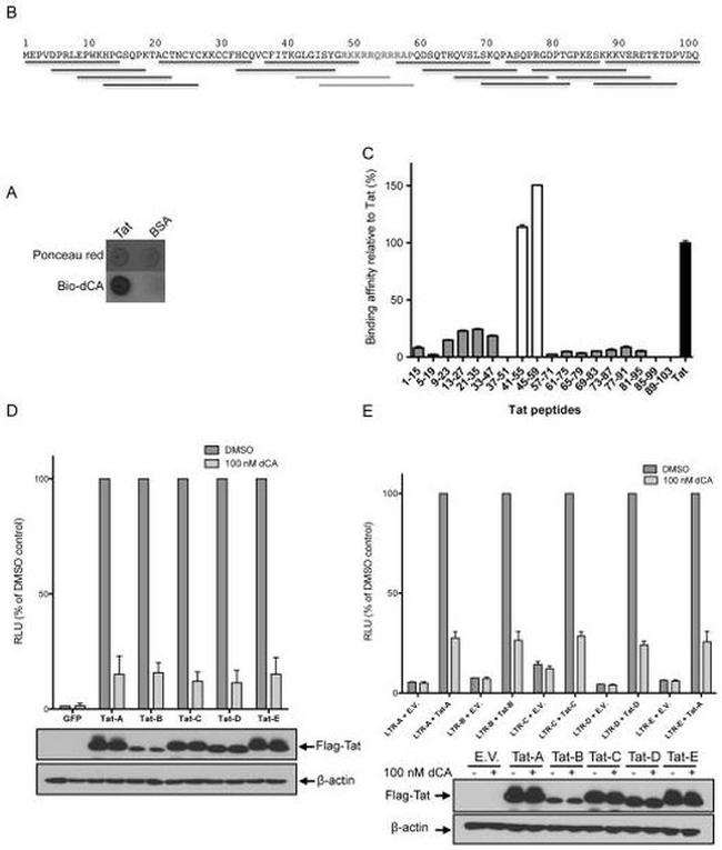 Biotin Antibody in Western Blot, ELISA (WB, ELISA)