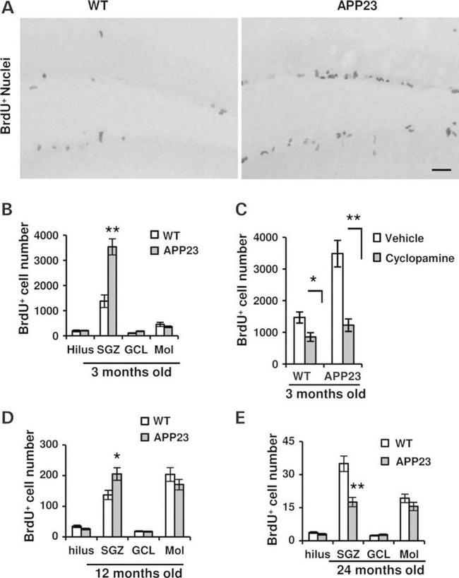 BrdU Antibody in Immunohistochemistry (Frozen) (IHC (F))