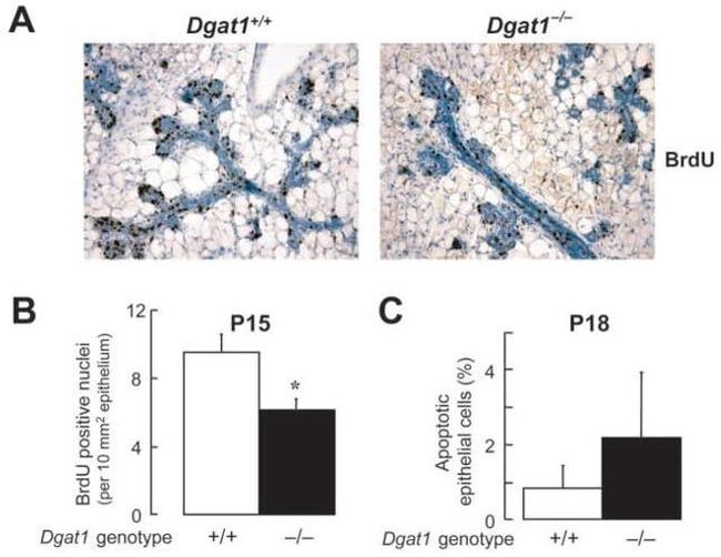 BrdU Antibody in Immunohistochemistry (IHC)