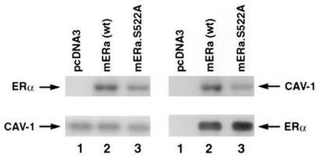 Caveolin 1 Antibody in Western Blot (WB)