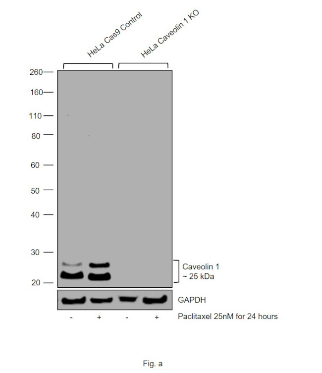 Caveolin 1 Antibody