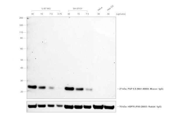 Mouse IgG (H+L) Secondary Antibody in Western Blot (WB)