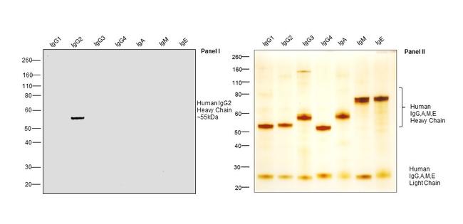 Human IgG2 Secondary Antibody in Western Blot (WB)
