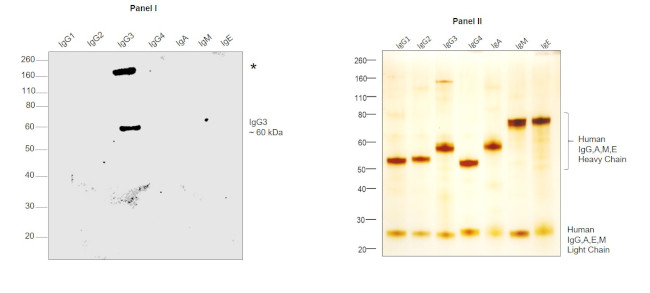 Human IgG3 (Heavy chain) Secondary Antibody