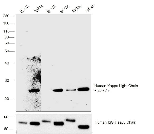 Human Kappa Light Chain Secondary Antibody