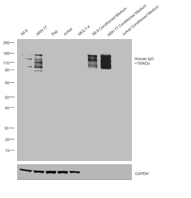 Human IgG Fd Secondary Antibody