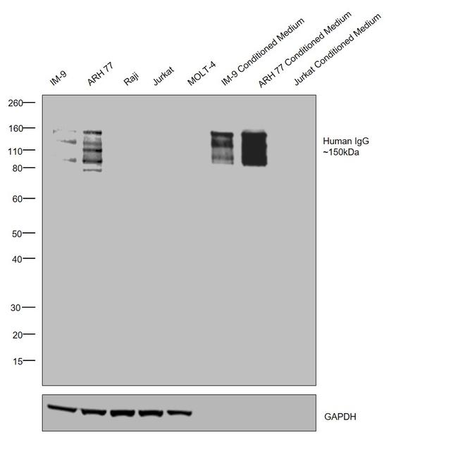 Human IgG Fd Secondary Antibody in Western Blot (WB)