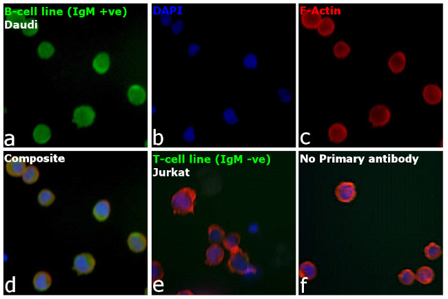 Human IgM (Heavy chain) Secondary Antibody in Immunocytochemistry (ICC/IF)