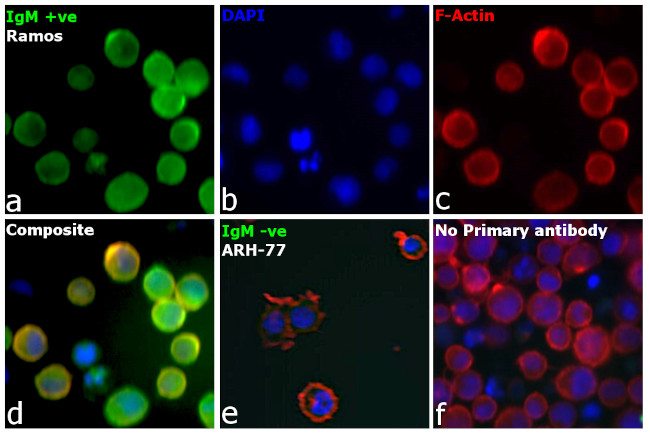 Human IgM (Heavy chain) Secondary Antibody