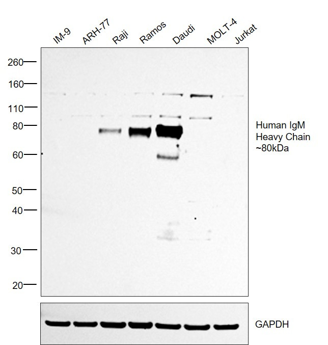 Human IgM (Heavy chain) Secondary Antibody