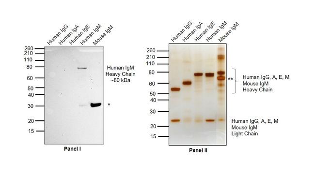 Human IgM (Heavy chain) Secondary Antibody in Western Blot (WB)