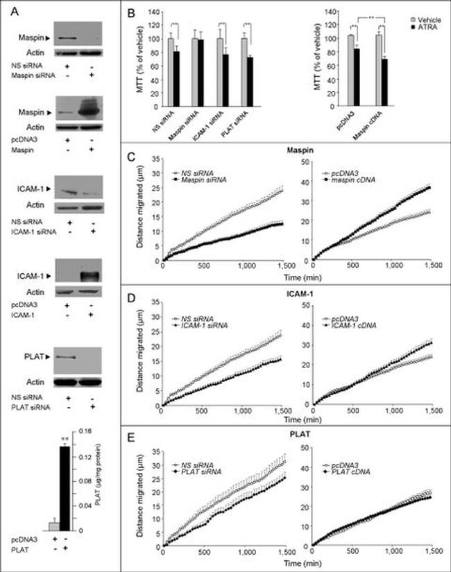 ICAM-1 Antibody in Western Blot (WB)