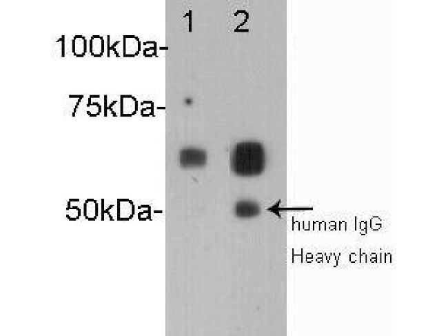 Albumin Antibody in Western Blot (WB)