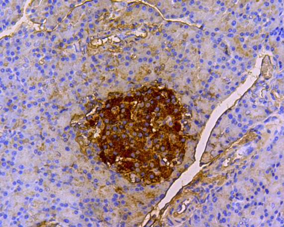 Insulin B Chain Antibody in Immunohistochemistry (Paraffin) (IHC (P))