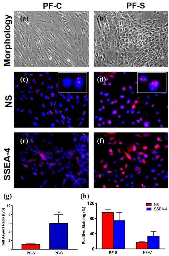 SSEA4 Antibody in Immunocytochemistry (ICC/IF)