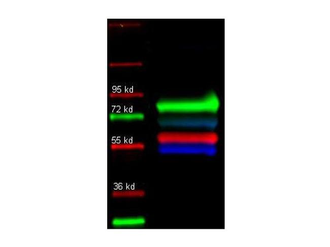 alpha-1-Anti-Trypsin Antibody in Western Blot (WB)