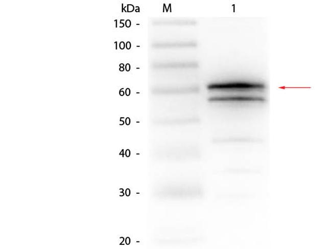 Luciferase Antibody in Western Blot (WB)