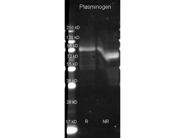 Plasminogen Antibody in Western Blot (WB)