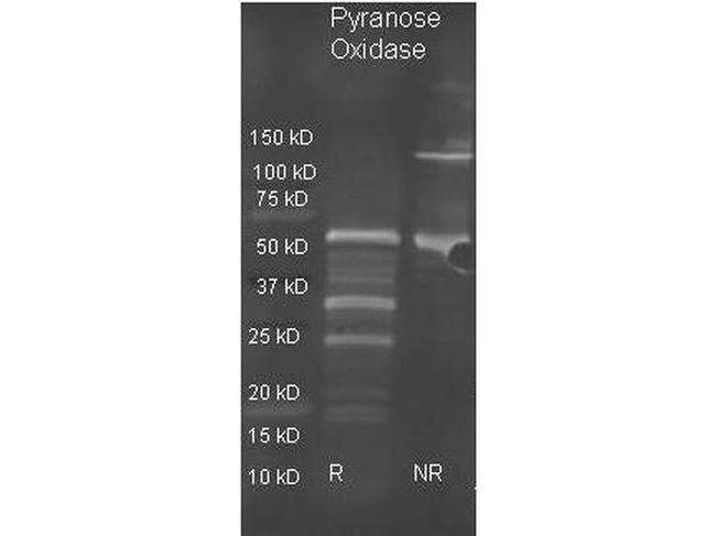 Pyranose Oxidase Antibody in Western Blot (WB)