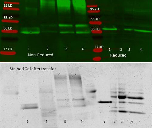 Aldolase Antibody in Immunoprecipitation (IP)