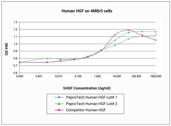 Human HGF Protein in Functional Assay (FN)