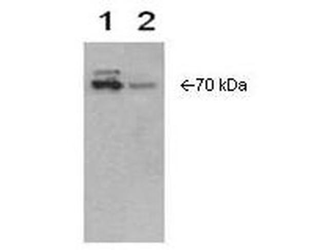 Cox-2 Antibody in Western Blot (WB)