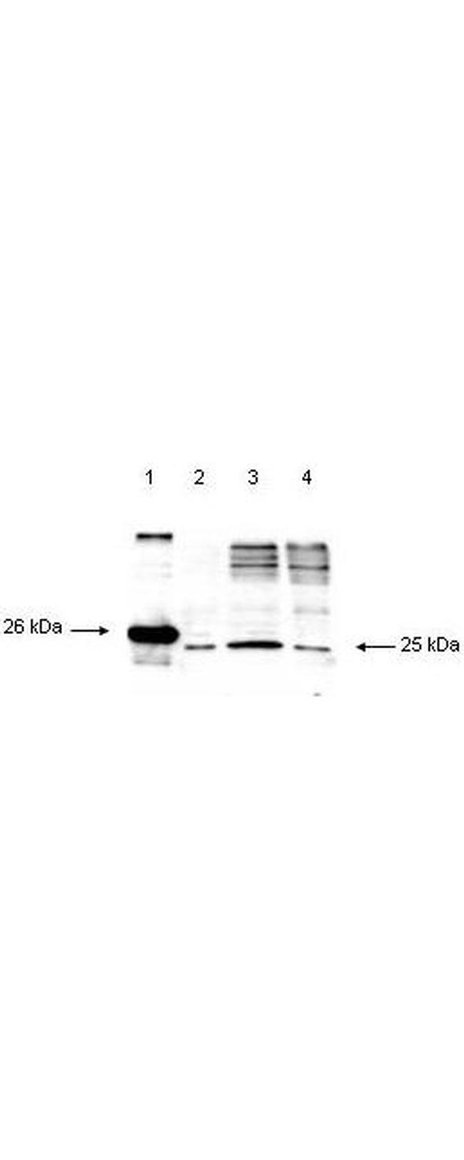 Smac/Diablo Antibody in Western Blot (WB)