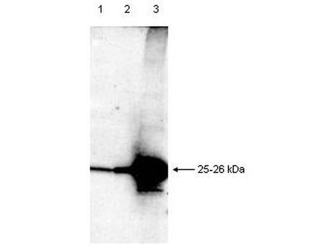 Smac/Diablo Antibody in Western Blot (WB)