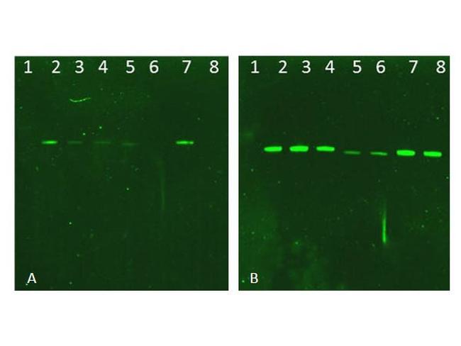 AKT Antibody in Western Blot (WB)