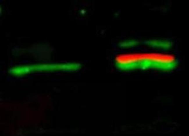 AKT Antibody in Western Blot (WB)